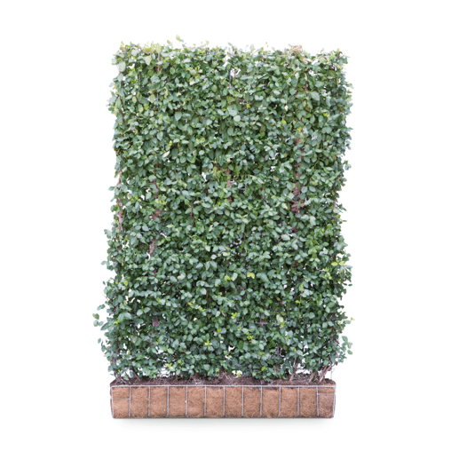 Euonymus 'Dart's Blanket' 120 x 180 (Mobilane kant en klaar haag)
